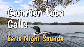 Common Loon Call, Tremolo and Wail, Tim Lake, Algonquin Park Canada