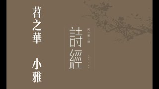 俗人读《诗》之《苕之华》｜诗｜诗经｜诗三百｜雅｜小雅｜苕之华