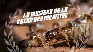 Le mystère de la reine des termites | #BA2Sc #12