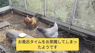 【鶏日記】お風呂中のクロとムコタ#coq #hens #poules #にわとり #にわとりこ #鶏 #ニワトリ #雄鶏 #鶏日記