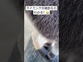 音楽の後半ですw anteater コアリクイ アリクイ pet