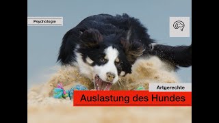 Daily Dogtalking: Hunde richtig auslasten