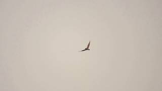 Black-winged kite_ Black-winged kite vs. Peregrine Falcon     黑翅鳶打遊隼 二打一 カタグロトビ