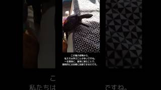 亀の一歩🐢その一足が道となる!#shorts