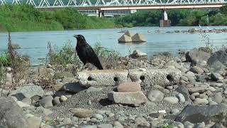 L0088　大分川　ビビとカシコ（ハシボソガラス）Oita River BIBI and KASHIKO (Wild Carrion Crow)