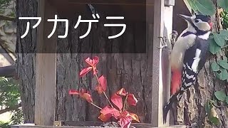 アカゲラ＜札幌近郊の野鳥＞