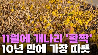 개나리 피고 스키장 개장 연기…10년만에 가장 따뜻한 11월