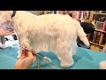 busy body needs a clean up west highland white terrier pet groom by ncmg