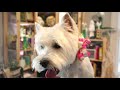 busy body needs a clean up west highland white terrier pet groom by ncmg