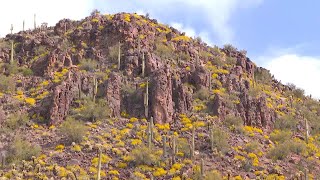 Bursts of wildflowers 'super bloom' in Arizona