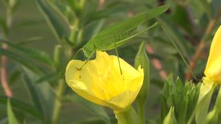 30秒の心象風景5444･花弁を食べる～ツユムシ～