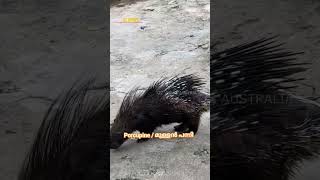 Porcupine/ മുള്ളൻ പന്നി