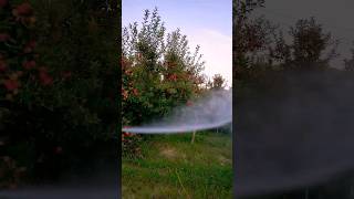 pesticides on apple 🍎  tree 🌳 d #agriculture #fruit #apple