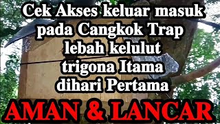 cangkok lebah kelulut-cek jalur akses pada media cangkok lebah kelulut