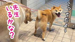 営業終了した病院に入りたいと泣いて懇願する柴犬が可愛い