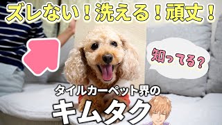 犬のためのタイルカーペットは東リがベスト！フローリングの滑り止めマット愛用歴4年【トイプードルのわこ】