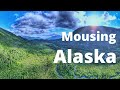 Mousing Alaska