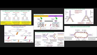 Réplication de l'ADN