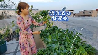 三妹家楼顶种植的菜心太漂亮了，采摘过程很治愈