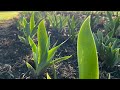 Pre-Bloom Care for your Bearded Iris with Ben Schreiner.