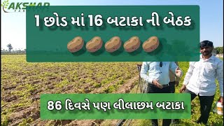 બટાકા માં બેઠક અને 70 દિવસ પછી સુકારો અટકાવવા આવું કરાય (Black Amrut in Potatoes) 😳😳😳