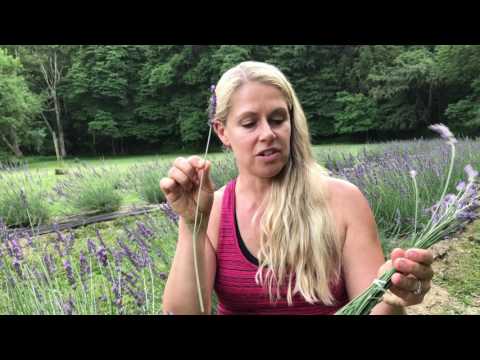 How to cut lavender How to cut lavender