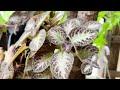 ［認識植物好好玩］「喜蔭花 flame violet」學名：episcia hybrida，在台灣台中市中區民族路某民宅，大蔚阿昌（david liao ［記錄美好］