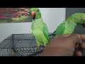 green parrot talking training in tamil பச்சை கிளியை பேசவைப்பது எப்படி parrottalkingintamil