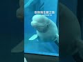 夜宿海生館之旅 浮潛 潮間帶 小白鯨 魟魚 好吃綠豆蒜 美好回憶 跟著莎蔓莎趣旅行 mytrip20231028