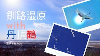 冬の釧路湿原で鶴を追う旅【4K】北海道 道東 絶景 鶴居村 釧路町 標茶町