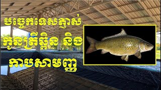 Goldfin tinfoil barb hatching technique បច្ចេកទេសភ្ញាស់កូនត្រីឆ្ពិន