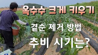 옥수수는 추비 시기와 곁순 제거만 잘 하면 크게 키울수 있다 옥수수 순지르기# corny shrieks