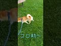 柴犬 shibainu shorts 踊る犬 ダンス