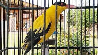 Pancingan suara UNik BURUNG KEPODANG Emas AGAR RAJIN BUNYI