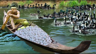 survival in the rainforest find lots of egg duck & cook  duck with coconut Eating delicious