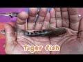 fish crawfish knife fish aligator fish crab red tail catfish tiger fish bichir fish turtle