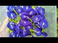 Harvest Clitoria Ternatea Flowers / Asian pigeonwings Flowers - Plants Lover