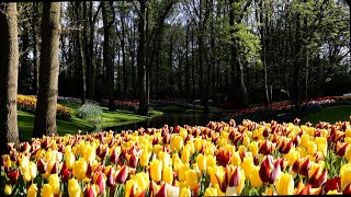 Relax evening in Keukenhof garden - 4K