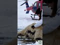 rescuing a polar bear family in peril