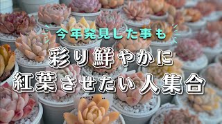 鮮やかな紅葉にする為の方法 | 多肉植物 | エケベリア | セダム | ガーデニング