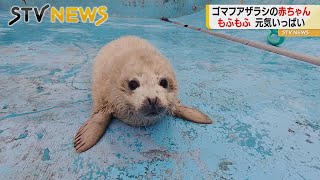 きょう限定！白いモフモフの赤ちゃん　ゴマ模様になっても会いに来て！　北海道稚内市