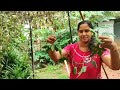 ഈ മഴയത്തെ എന്റെ ടെറസ് ഗാർഡൻ വിശേഷങ്ങൾ terrace garden lifeisgreen organicfarming