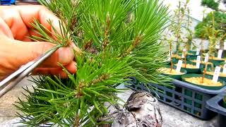 how to prune a black pine bonsai #2 another way, pruning pinus thunbergii