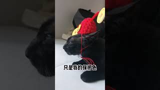 高冷只是我的保护色 ＃ #blackcat #cutecat ＃谁能拒绝傻憨憨的小猫咪