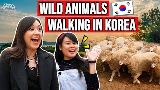 Wild animal walking around freely?! | K-UNESCO ADVENTURERS EP.12