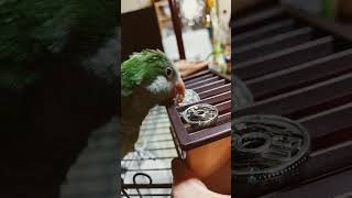 オキナインコが迷いながらやっとお賽銭３個入れる #shortsfeed