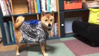 犬に服を着せてみた...