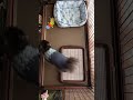 ゲージから出して欲しいアピールするもすぐにあきらめるチワワ　chihuahua