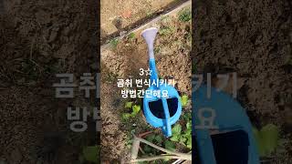 3☆곰취 번식시키기 방법간단해요