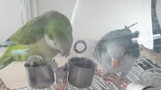 퀘이커앵무새 Quakerparrot 순도리♡부츄 (말과 노래? 어떻게 가르치나요~ 잠깐 실시간)